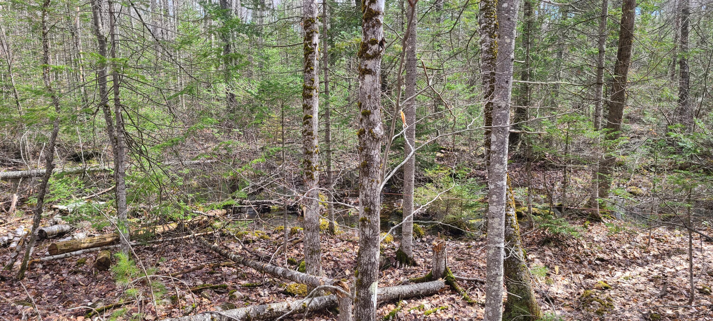 279 Etna Pond Road Carmel, ME 04419 - Photo 7 of 12 20220420_094640