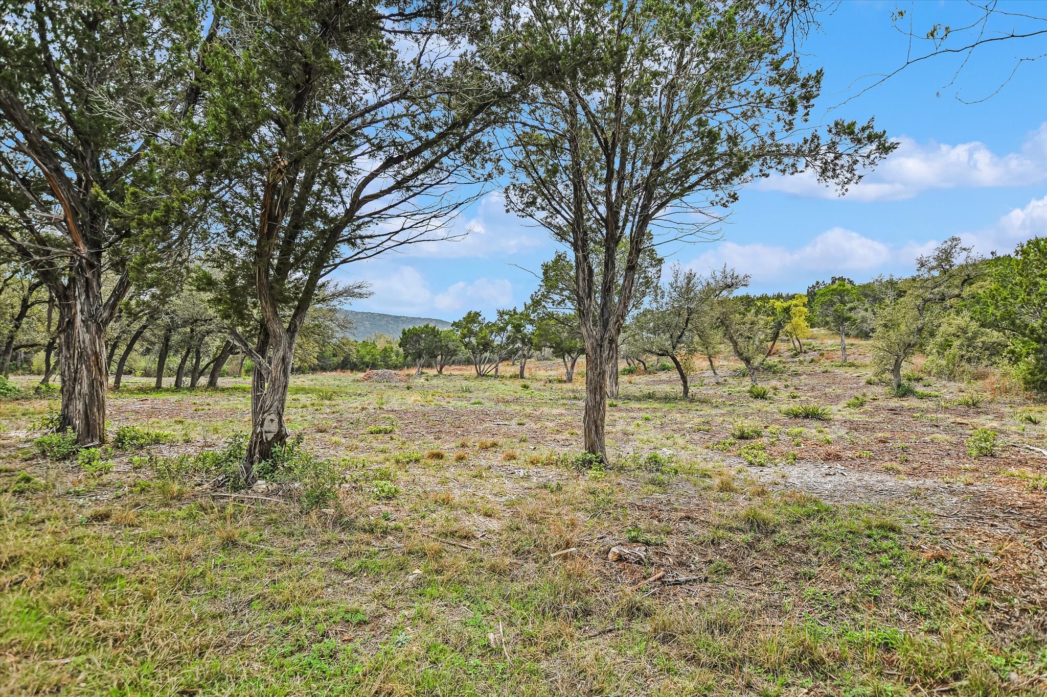 0 Deer Run Road Leander, TX 78641 - Photo 3 of 20 a view of a yard with trees
