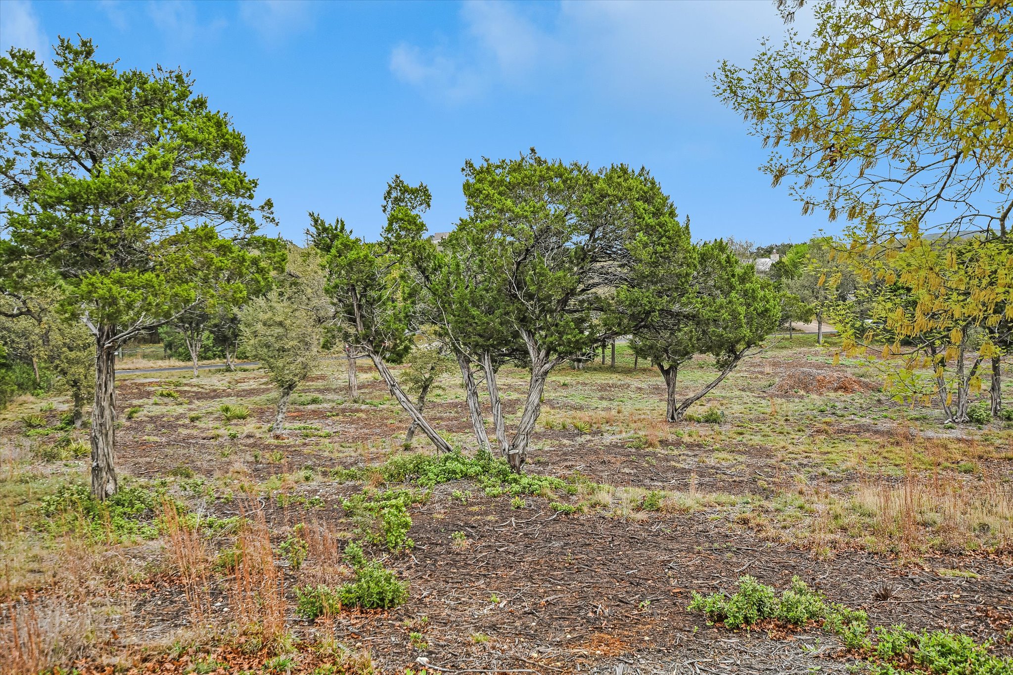 0 Deer Run Road Leander, TX 78641 - Photo 5 of 20 a view of a yard with plants and a tree