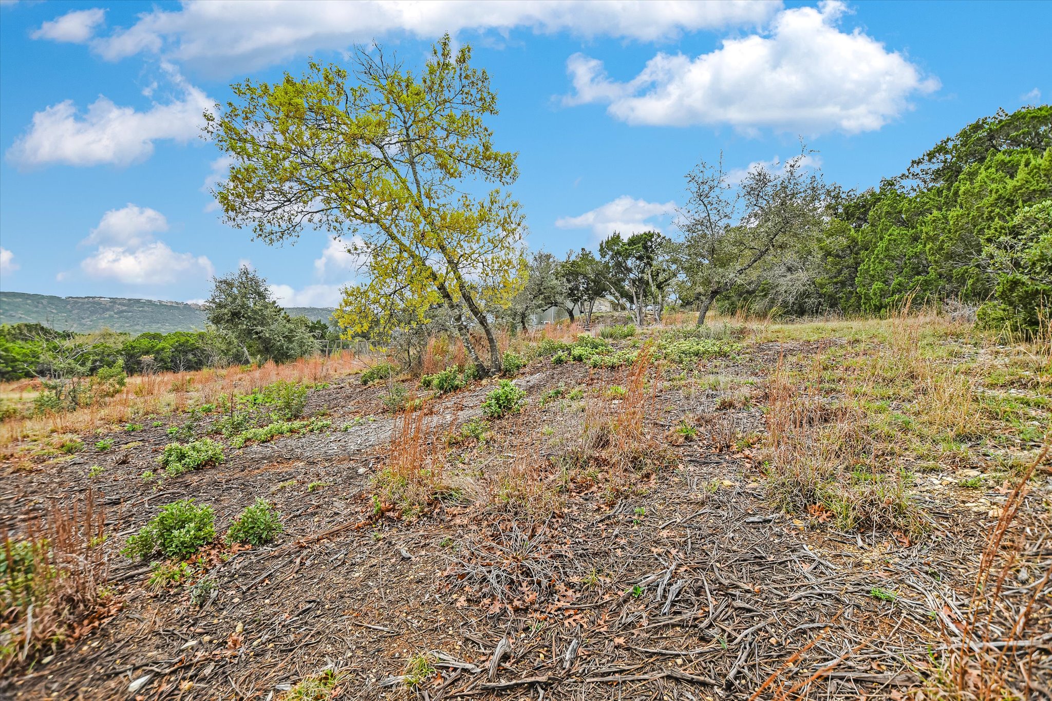 0 Deer Run Road Leander, TX 78641 - Photo 10 of 20 a view of a yard with a tree