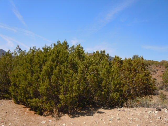 0 Juniper Way Tehachapi, CA 93561 - Photo 11 of 16 Gallery Image 11