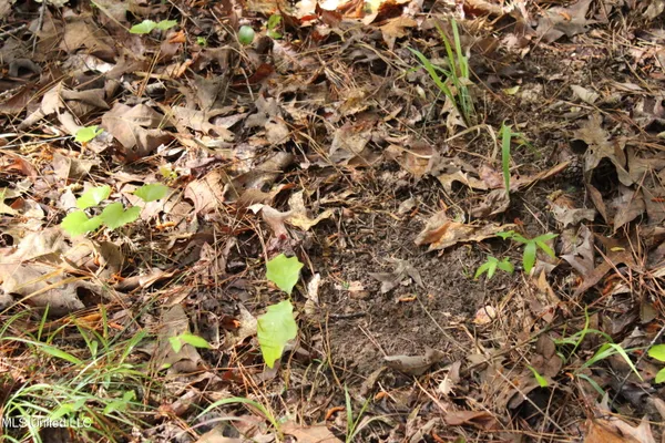 $156,000 | 43 Hwy Kosciusko Ms 39090, Kosciusko, MS 39090