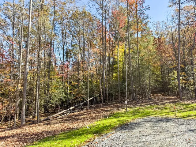 a view of a backyard with palm trees