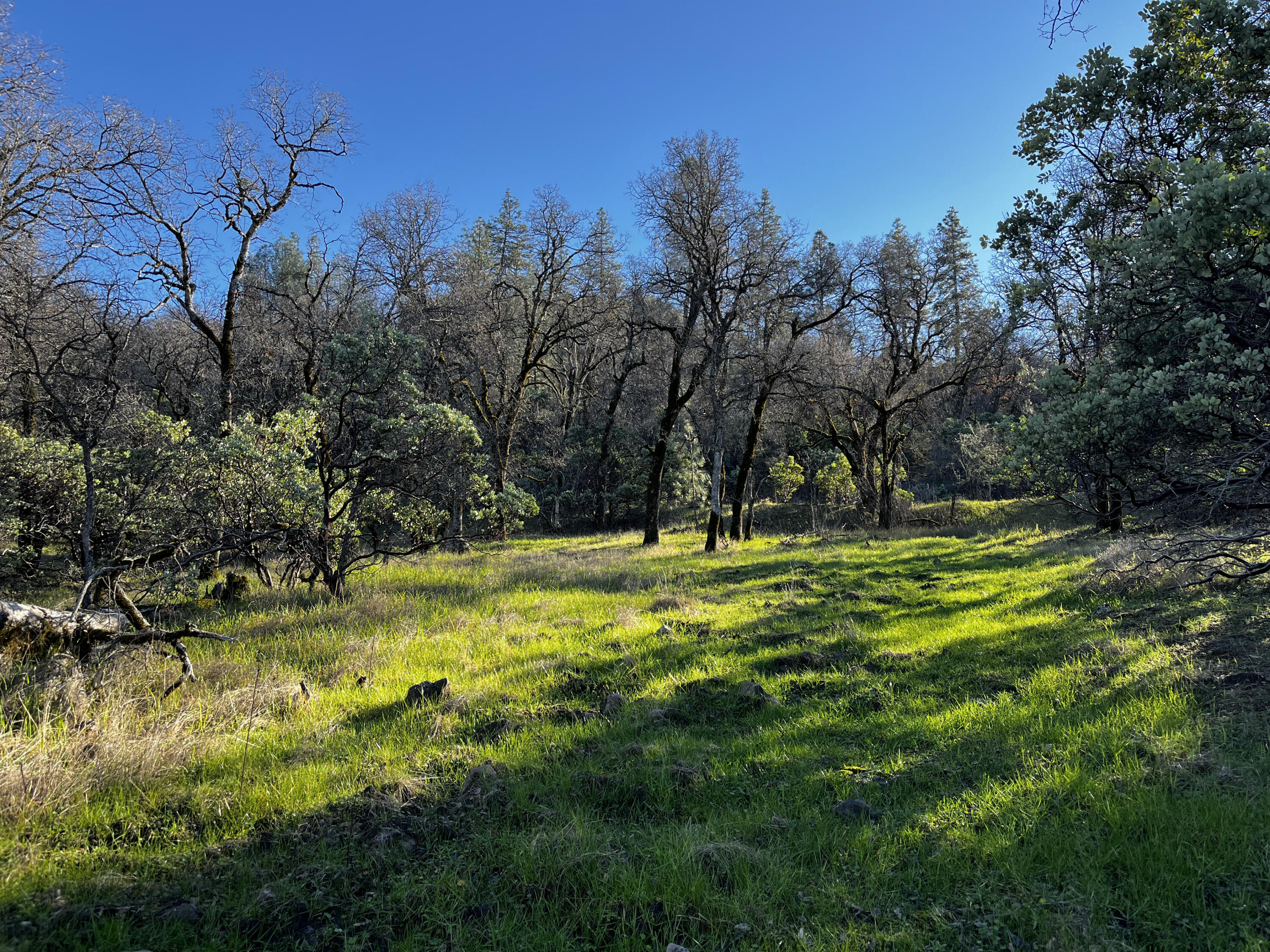 0 Whitmore Road Whitmore, CA 96096 - Photo 14 of 18 IMG_2007