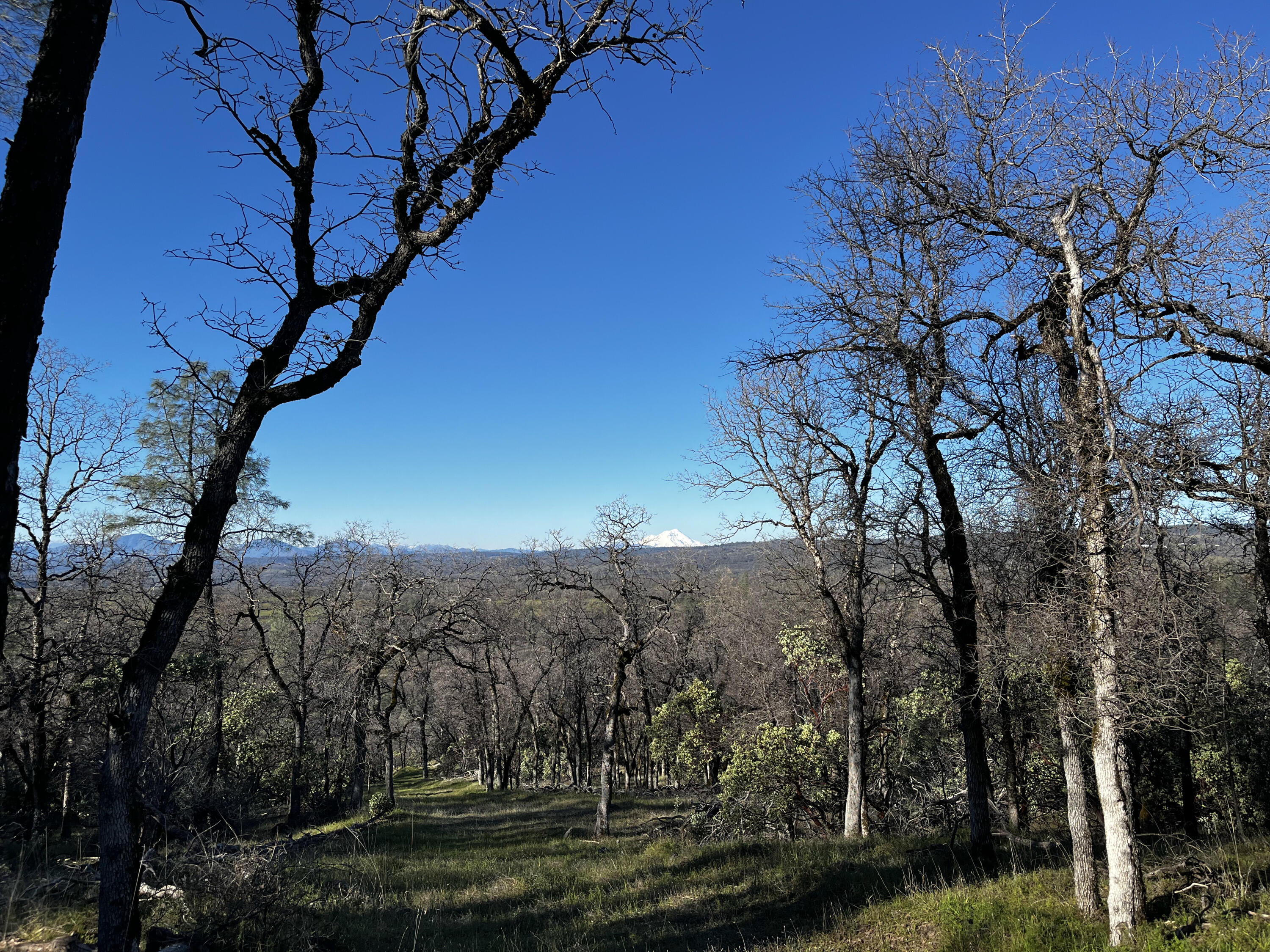 0 Whitmore Road Whitmore, CA 96096 - Photo 18 of 18 IMG_2026