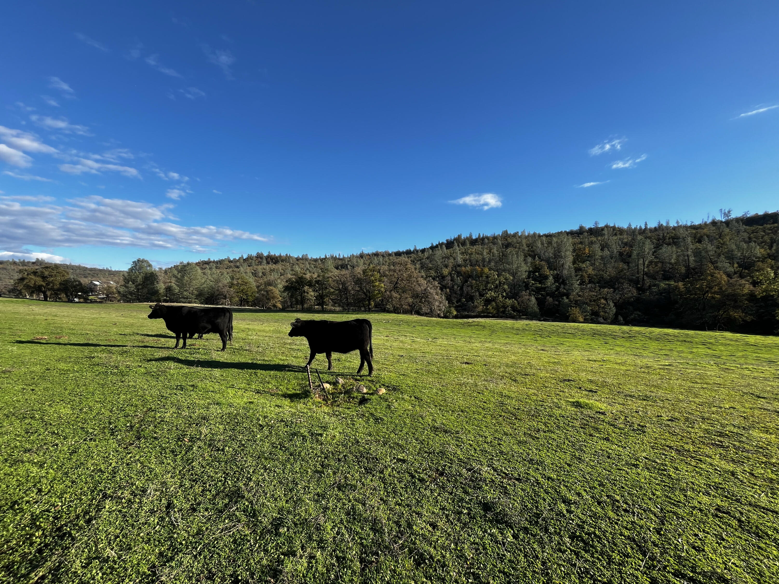 0 Whitmore Road Whitmore, CA 96096 - Photo 2 of 10 a view of a garden with a bench