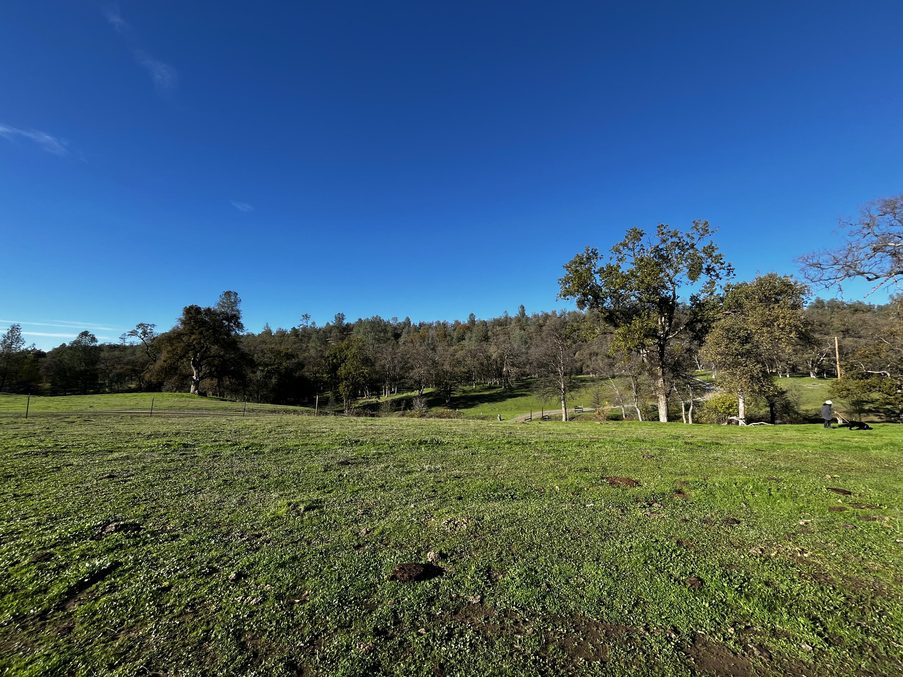 0 Whitmore Road Whitmore, CA 96096 - Photo 4 of 10 a view of a grassy field with trees
