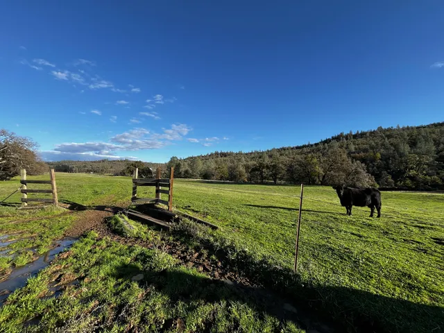 a view of a lush green space