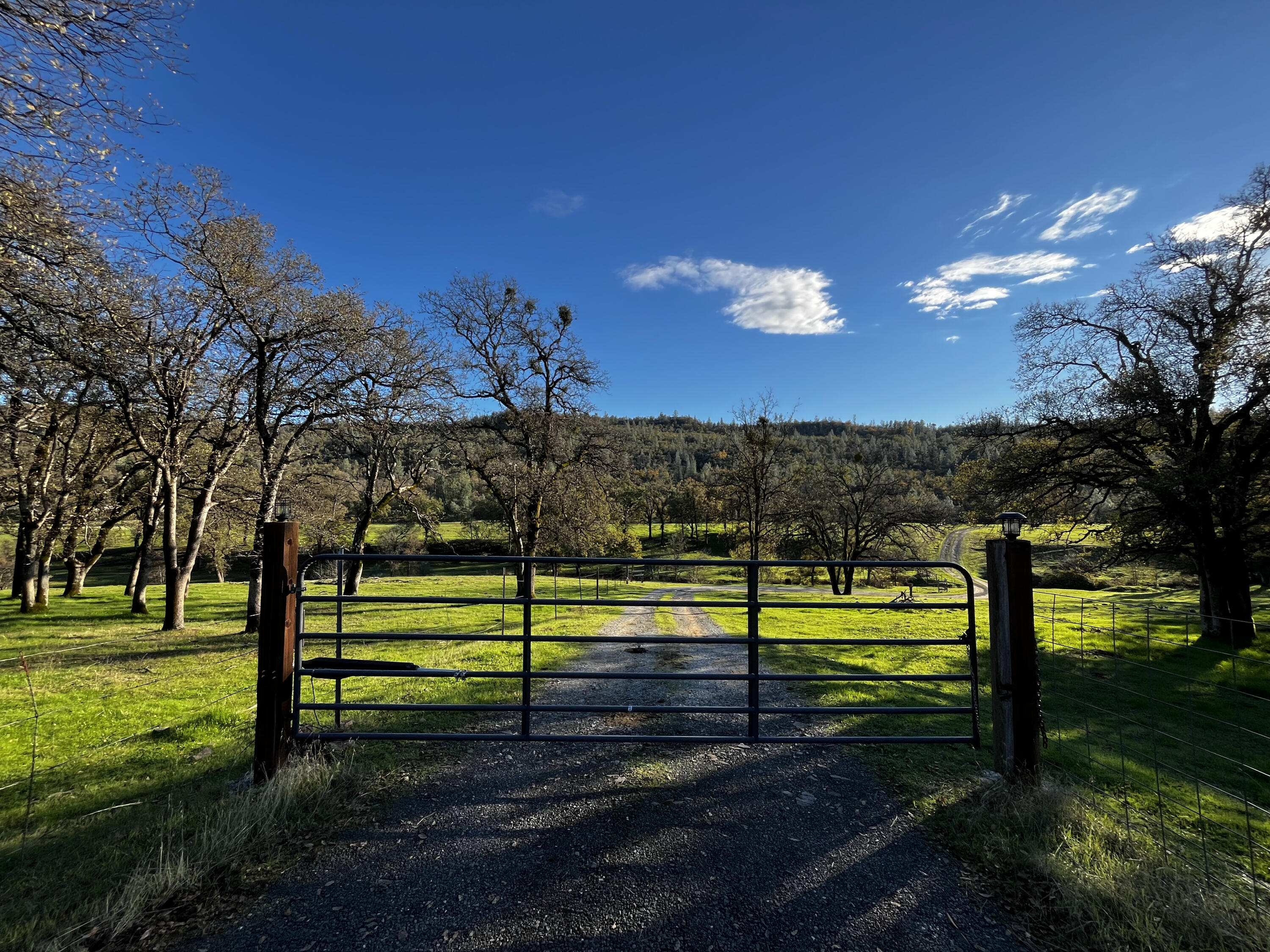 0 Whitmore Road Whitmore, CA 96096 - Photo 8 of 10 a view of a park with large trees