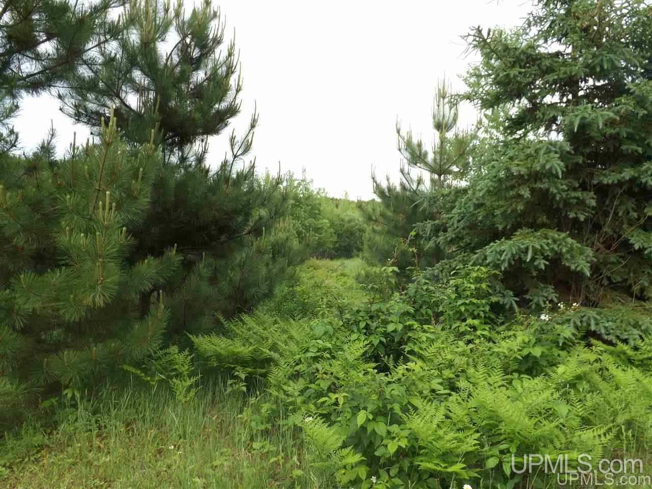 Tbd Off Indian Road Lanse, MI 49946 - Photo 7 of 14
