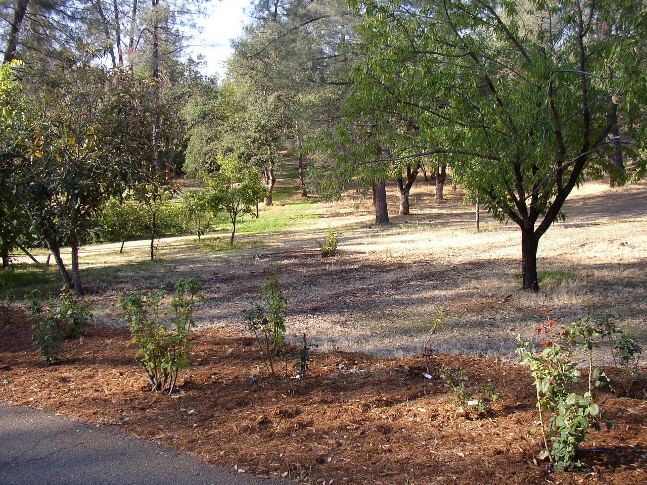 9283 Placer Road Redding, CA 96001 - Photo 5 of 20 Roses