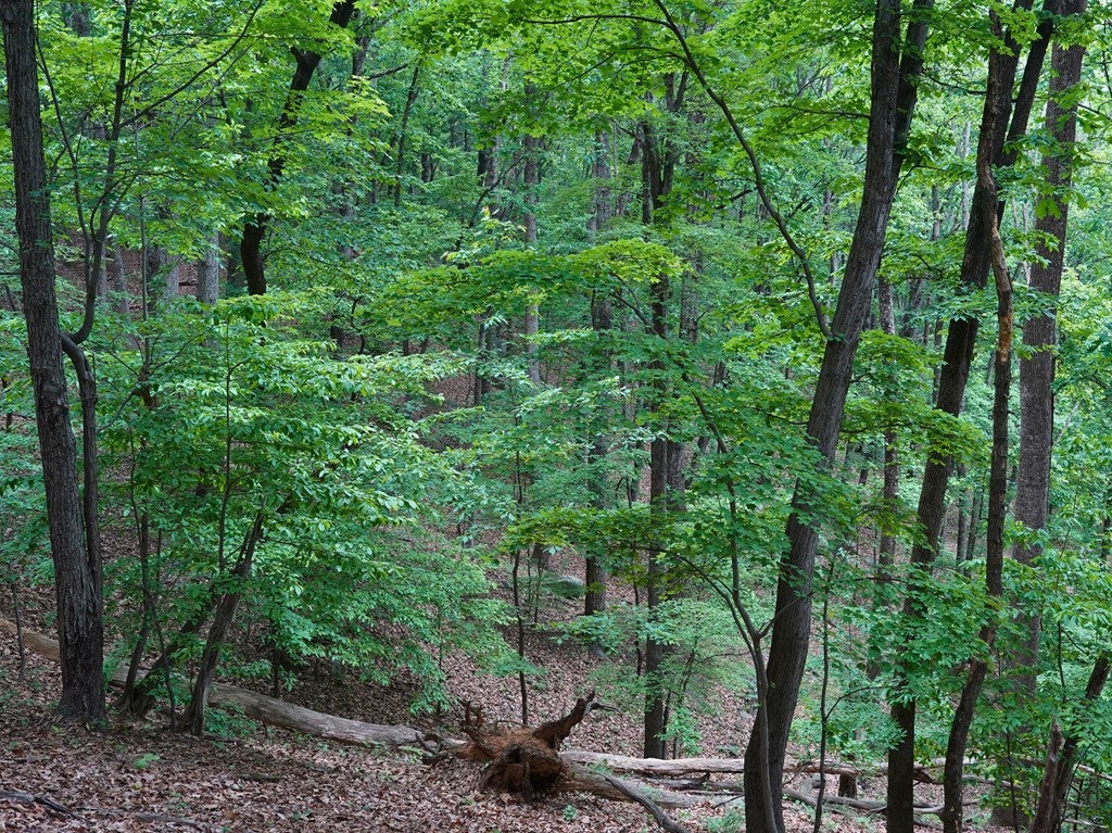 Tbd Webb Mountain Road Boones Mill, VA 24065 - Photo 6 of 36 Gallery Image 6
