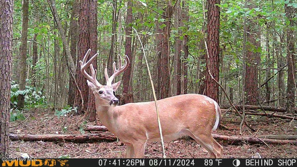 120 Bull Hill Road Windsor, NC 27983 - Photo 3 of 64 tempImageHXych8