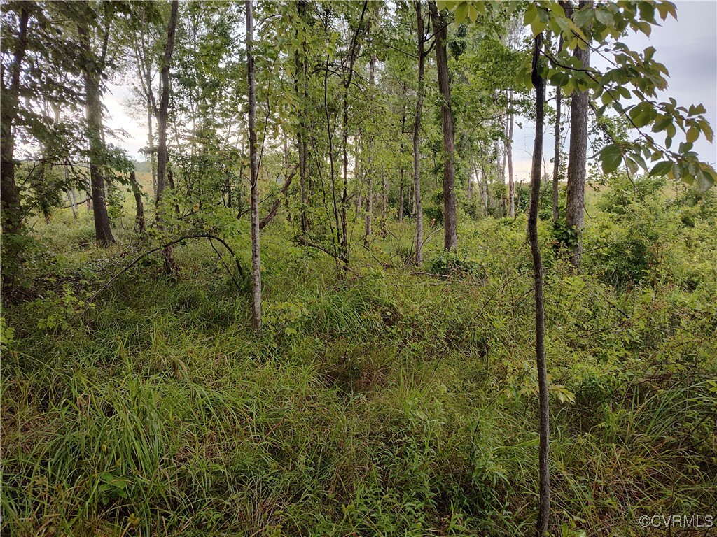 878 Dusty Road Crewe, VA 23930 - Photo 38 of 50 a view of a forest