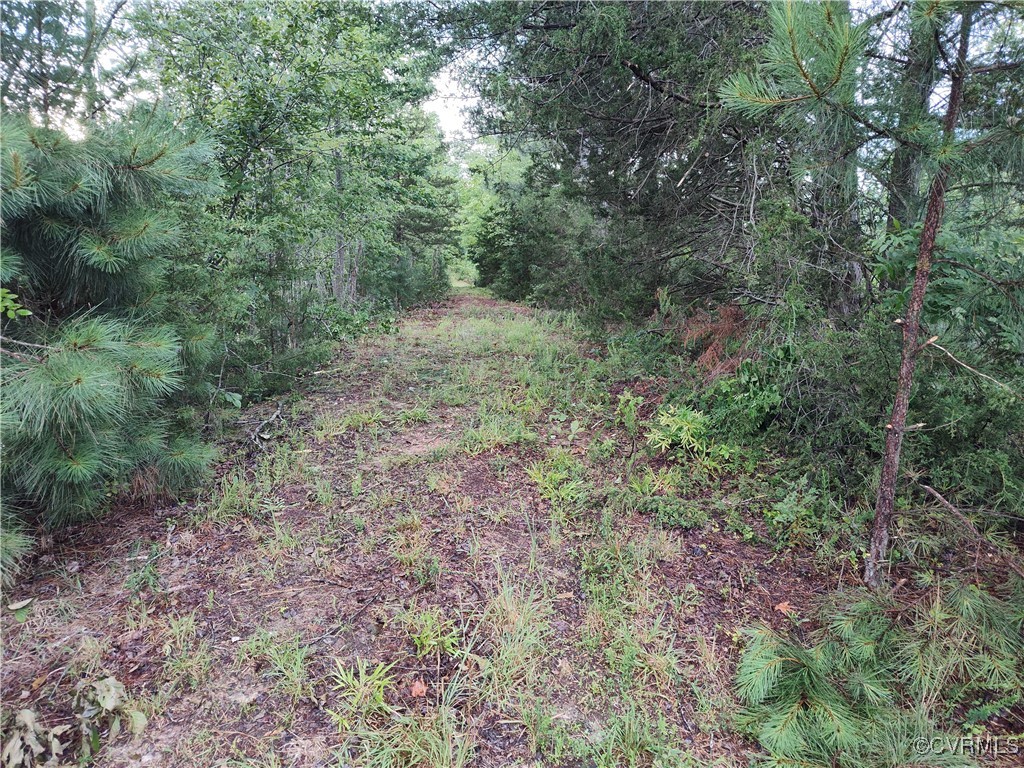 878 Dusty Road Crewe, VA 23930 - Photo 39 of 50 a view of a lush green forest