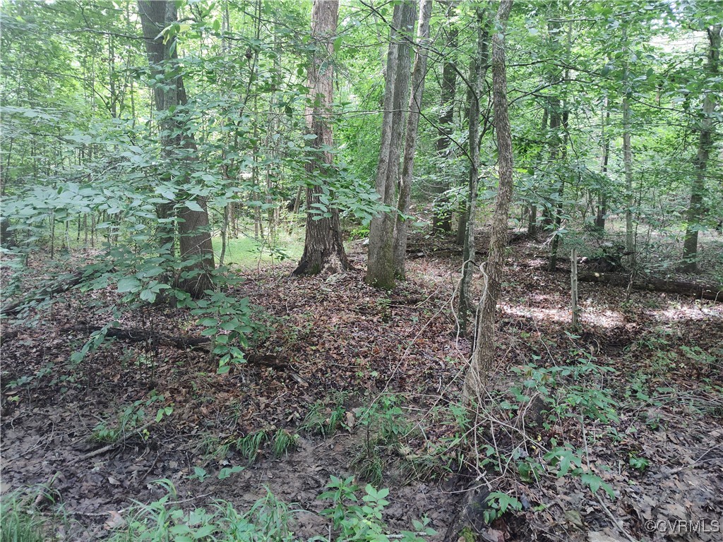 878 Dusty Road Crewe, VA 23930 - Photo 40 of 50 a view of a forest with trees
