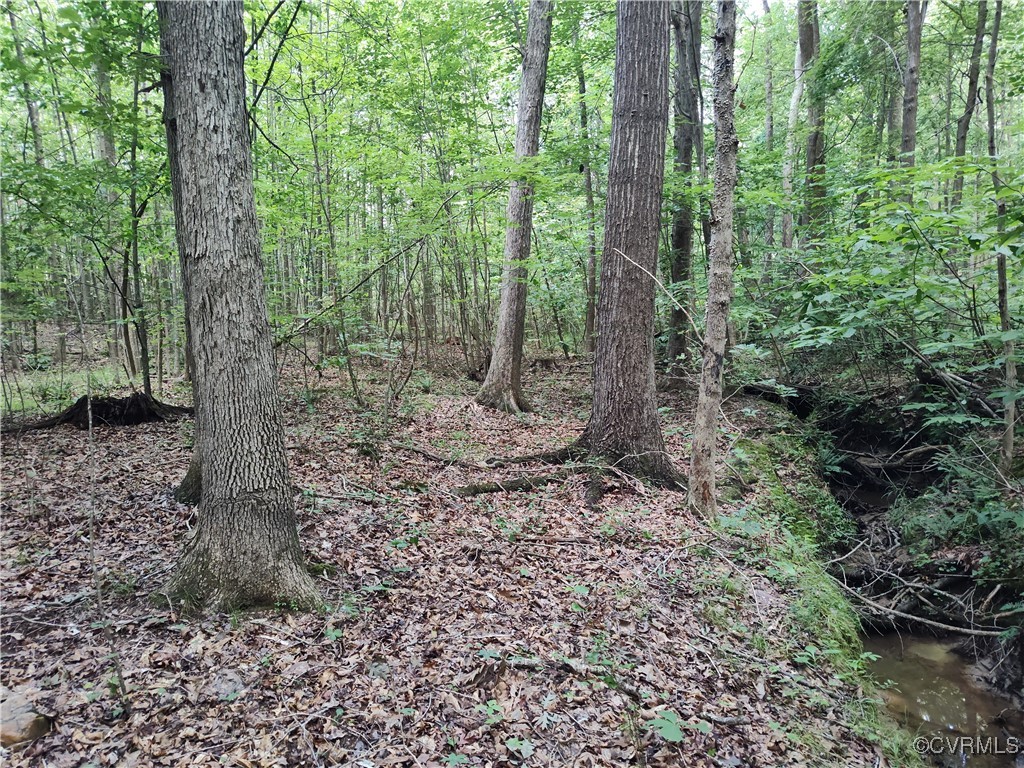 878 Dusty Road Crewe, VA 23930 - Photo 43 of 50 a view of a forest with trees