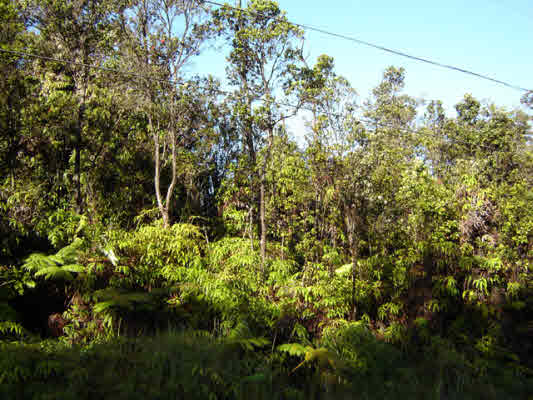 40 Rd C Pahoa, HI 96778 - Photo 1 of 13 Gallery Image 1