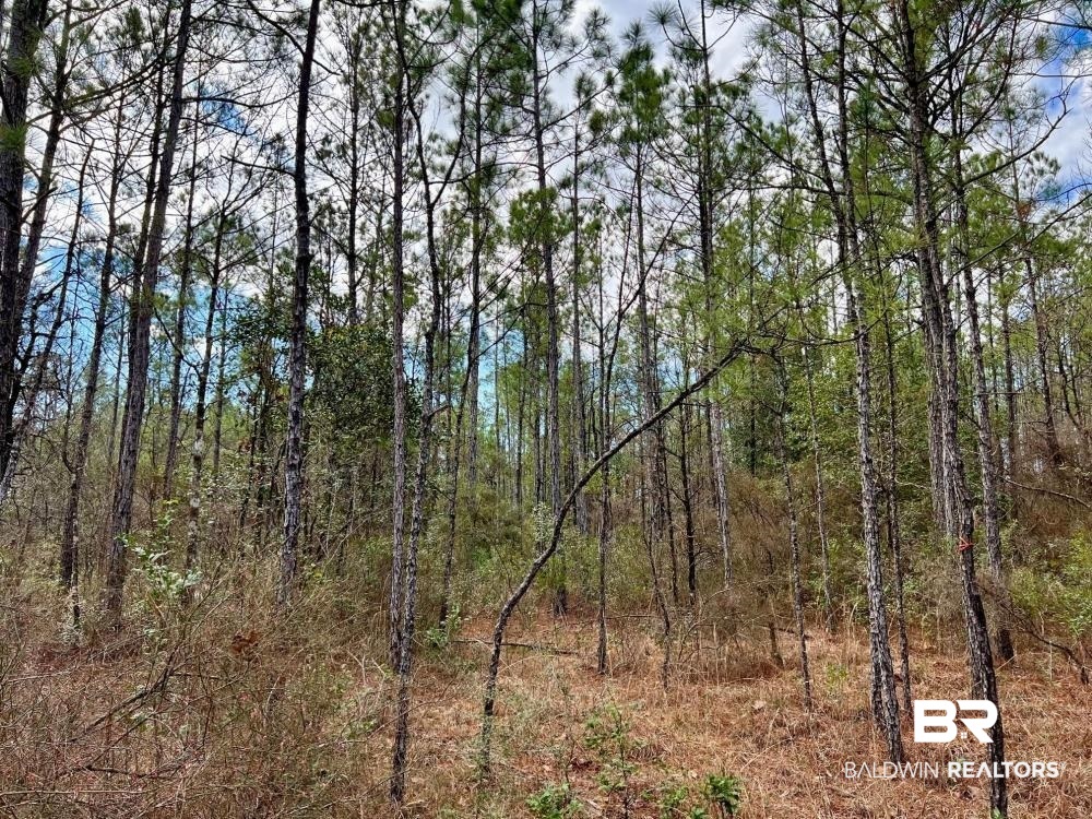 0 Country Road Deer Park, AL 36529 - Photo 44 of 46
