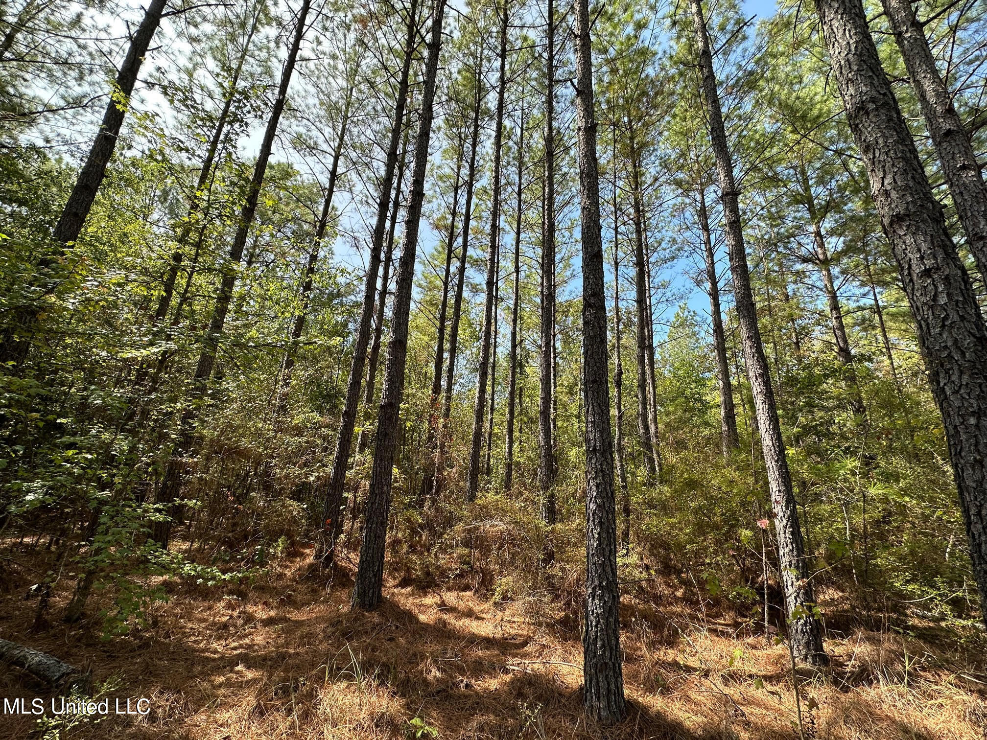 1 Whalen Road Kosciusko, MS 39090 - Photo 4 of 10 32