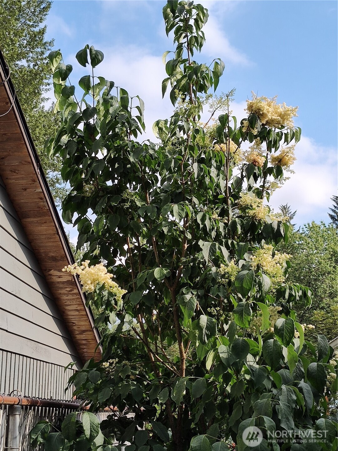 208 West Galena Street Granite Falls, WA 98252 - Photo 35 of 40 a picture of flowers