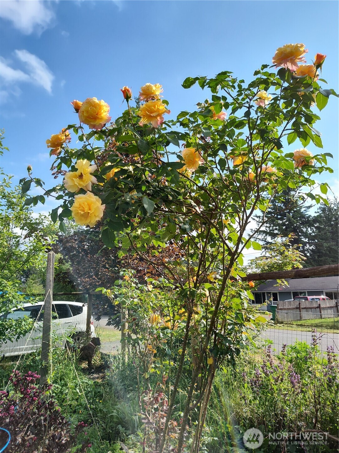 208 West Galena Street Granite Falls, WA 98252 - Photo 36 of 40 a picture of flowers