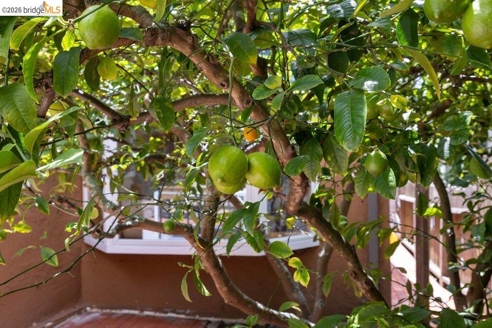 287 Purdue Avenue Kensington, CA 94708 - Photo 36 of 60 Mature citrus tree with abundant fruit