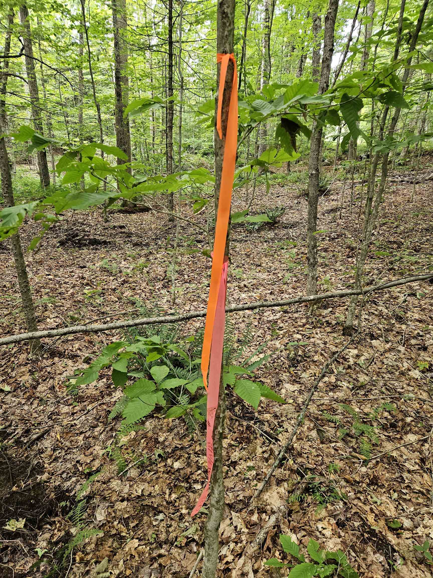 14 Catamount Road Grantham, NH 03753 - Photo 13 of 17