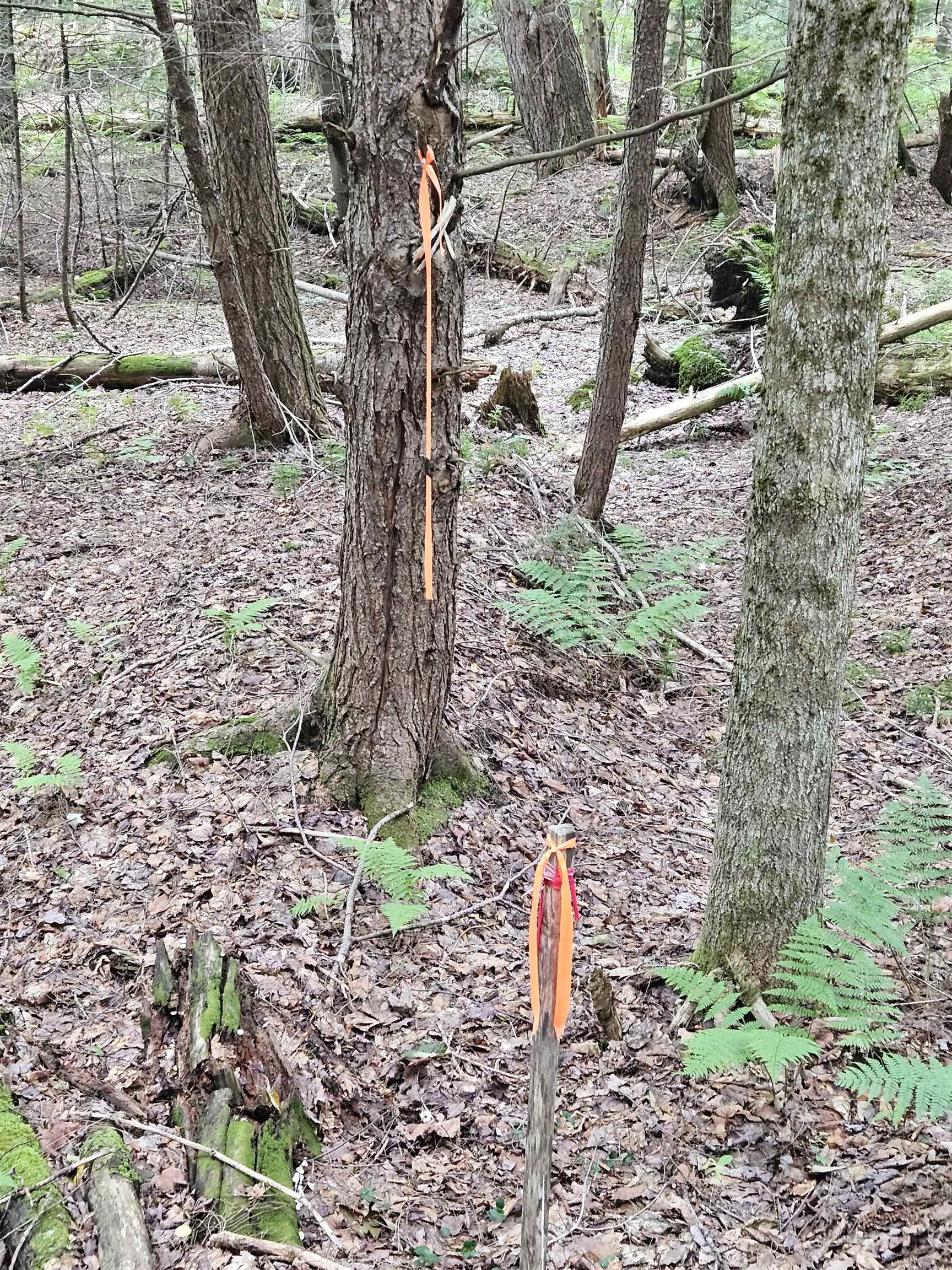 14 Catamount Road Grantham, NH 03753 - Photo 17 of 17