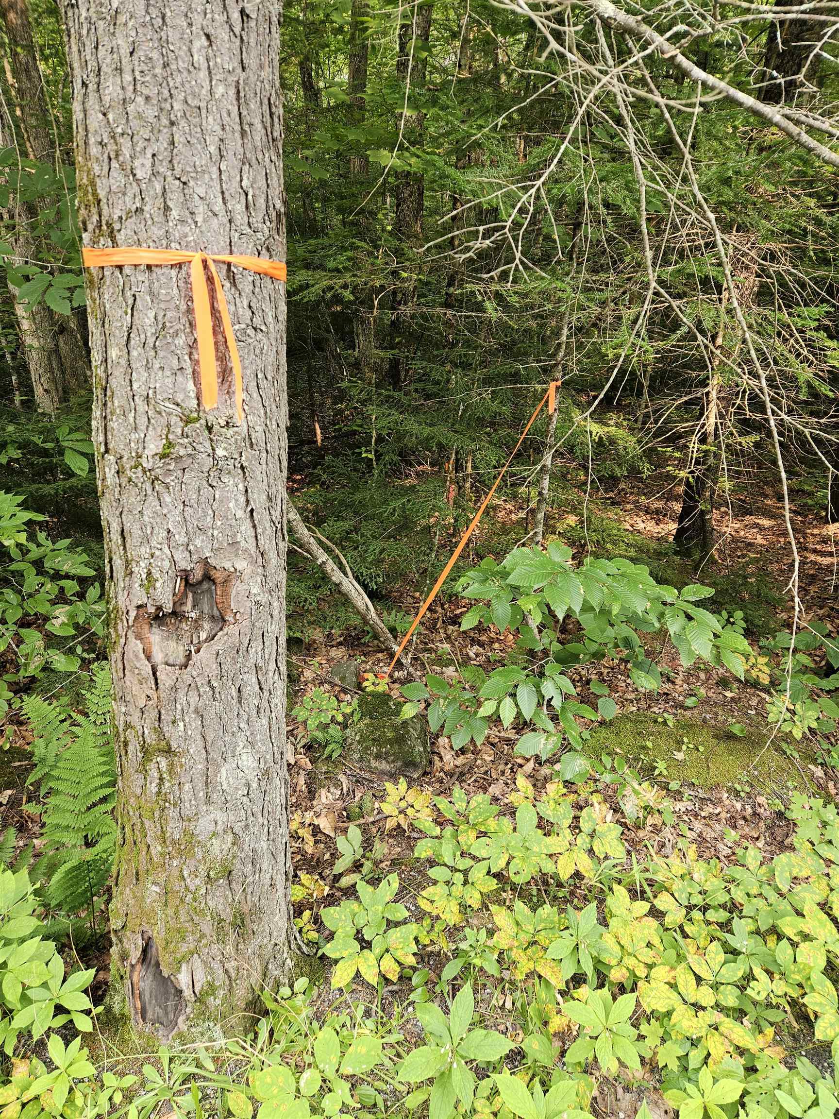 14 Catamount Road Grantham, NH 03753 - Photo 10 of 17