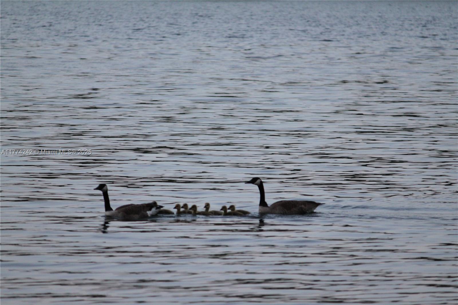 18443 Otter Point Road Wellesley Island, NY 13640 - Photo 26 of 26 Canada Geese on the lake.