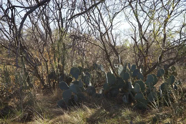 a view of river covered with trees in background
