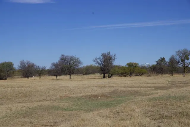 a view of a yard with plants and trees