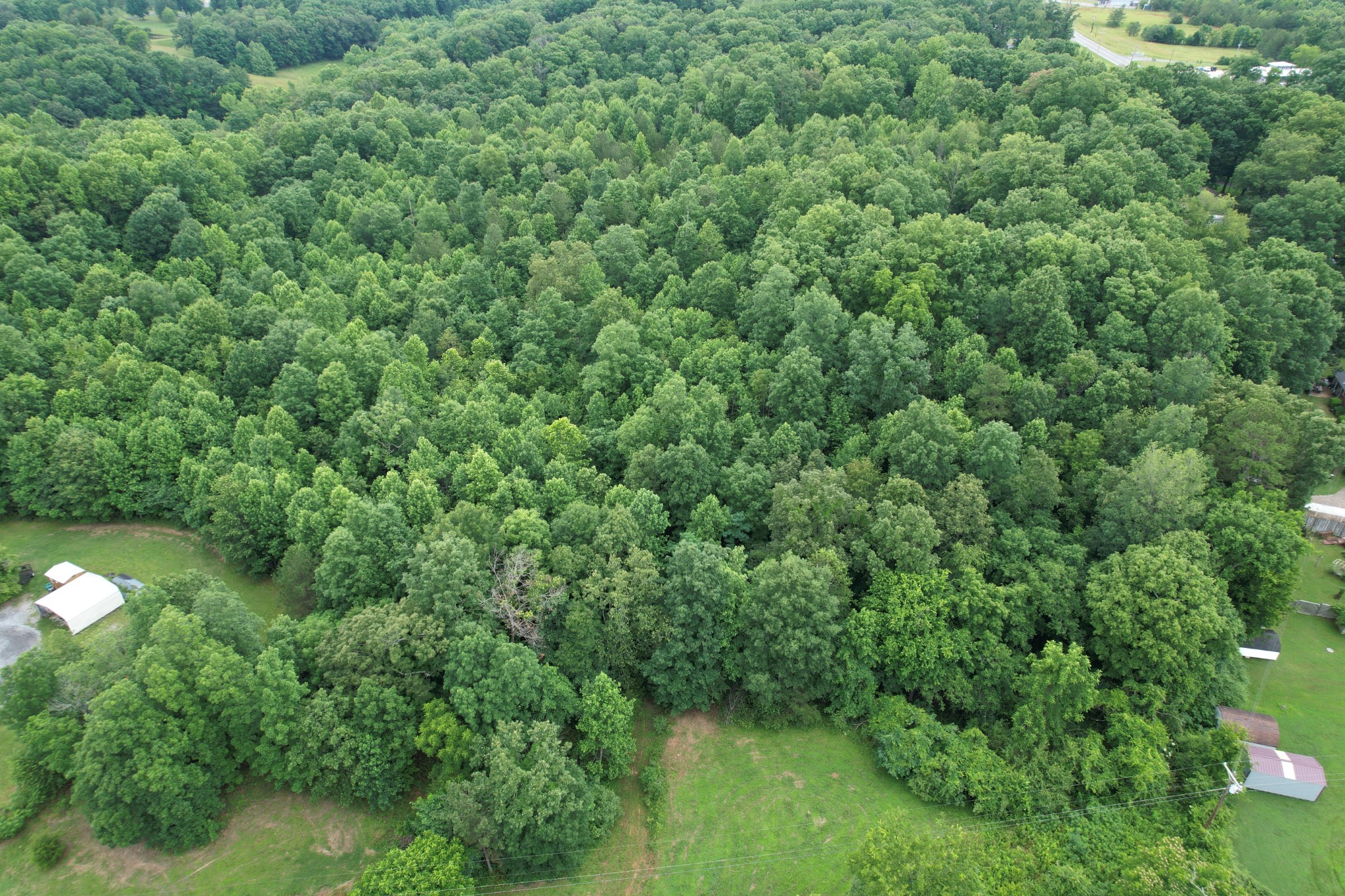 0 Defeated Creek Road Centerville, TN 37033 - Photo 13 of 25 a view of a forest with a street