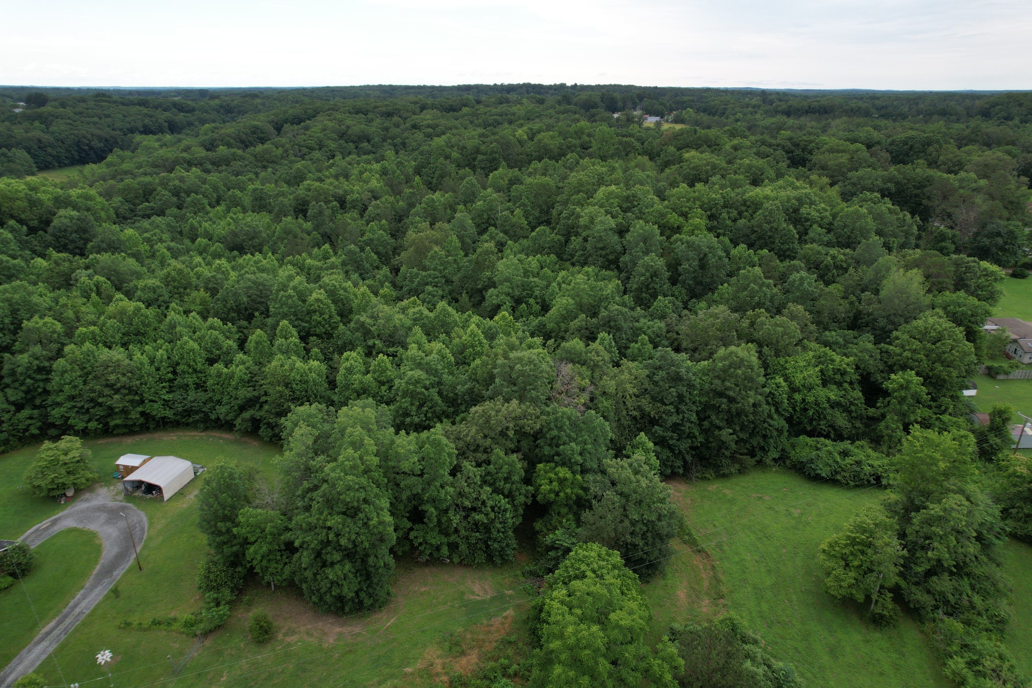 0 Defeated Creek Road Centerville, TN 37033 - Photo 7 of 25 a view of a forest with a street