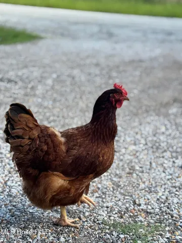 $160,000 | 44 Marshall Cove, Byhalia, MS 38611