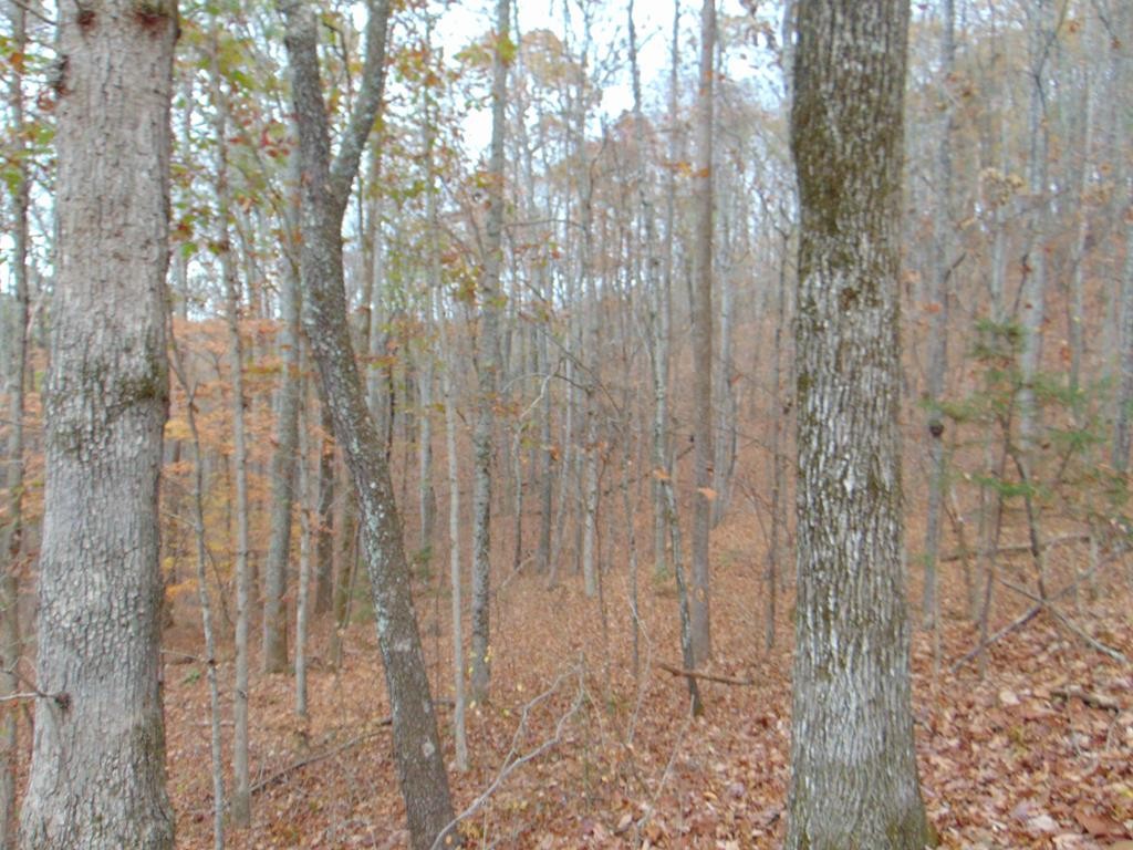 0 Bell Rattle Village Tellico Plains, TN 37385 - Photo 22 of 33