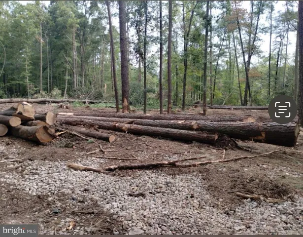 a view of a yard with large trees