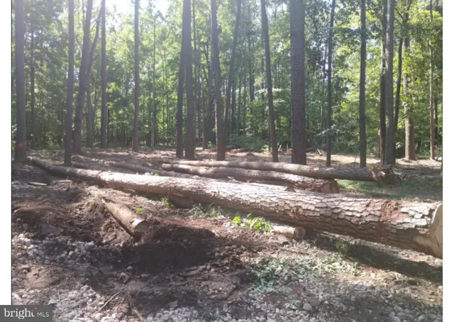 a view of a yard with trees in the background