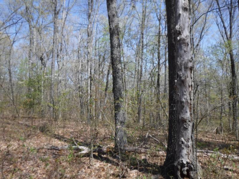6 Roanoke Road Jamestown, TN 38556 - Photo 20 of 30 Gallery Image 20