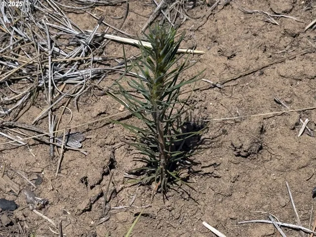 a view of park with large trees
