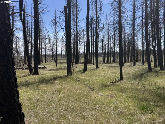 a view of outdoor space with lots of trees