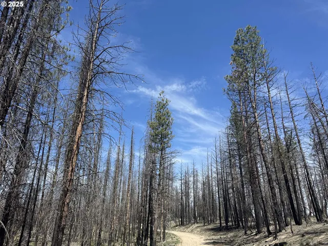 a view of a yard with trees