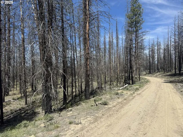 a view of a forest filled with trees