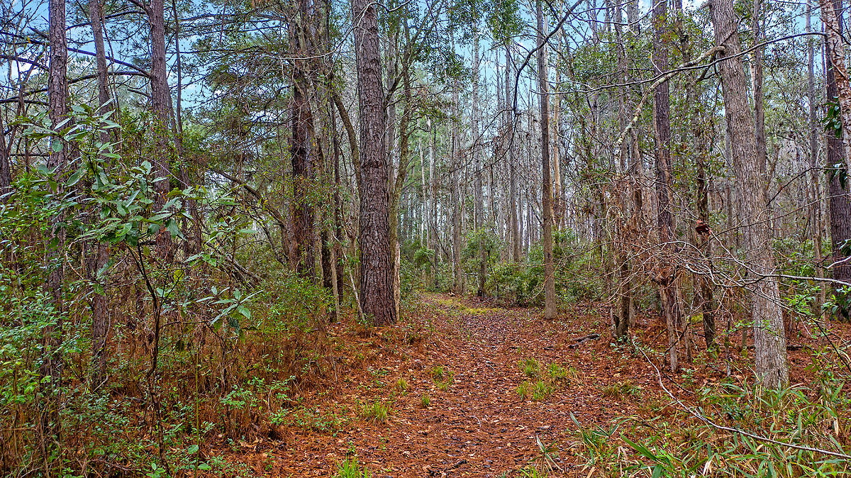 1132 Theodore Brunson Road Awendaw, SC 29429 - Photo 20 of 29 CREM_1132 Theodore Brunson_013