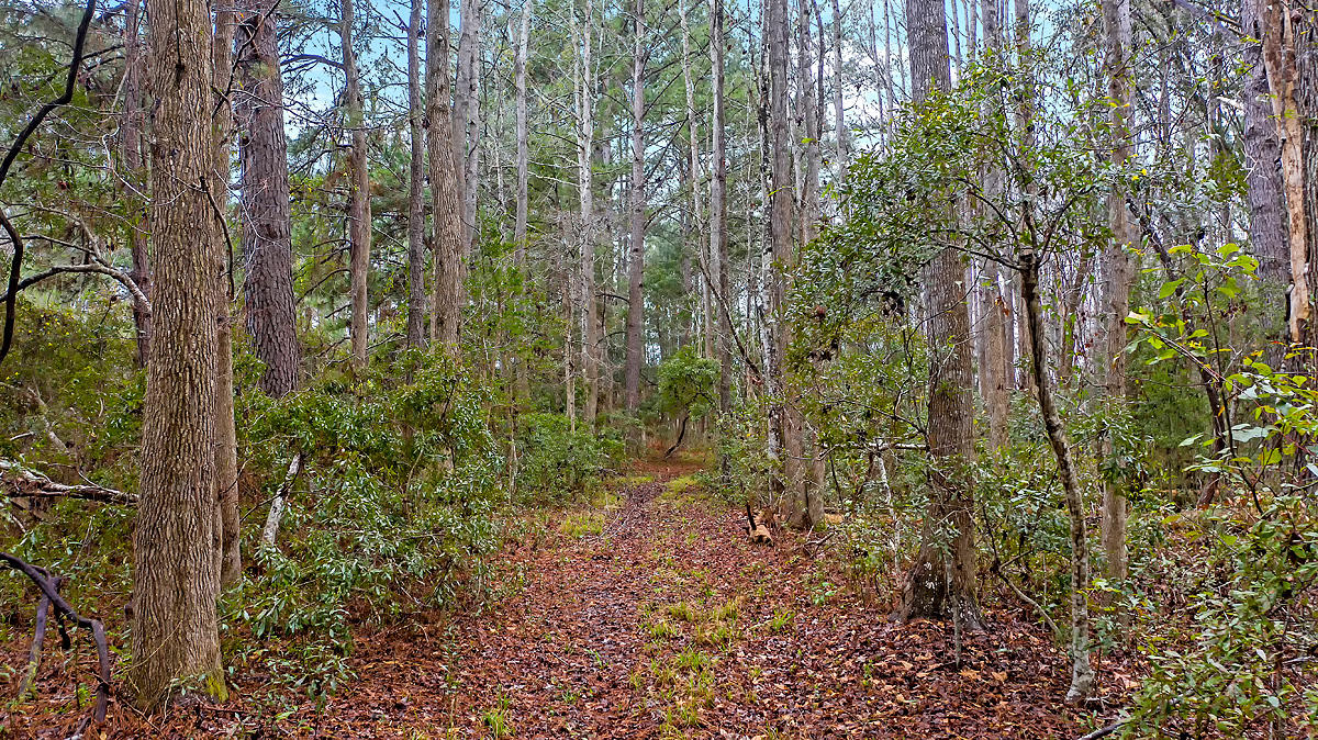 1132 Theodore Brunson Road Awendaw, SC 29429 - Photo 21 of 29 CREM_1132 Theodore Brunson_014