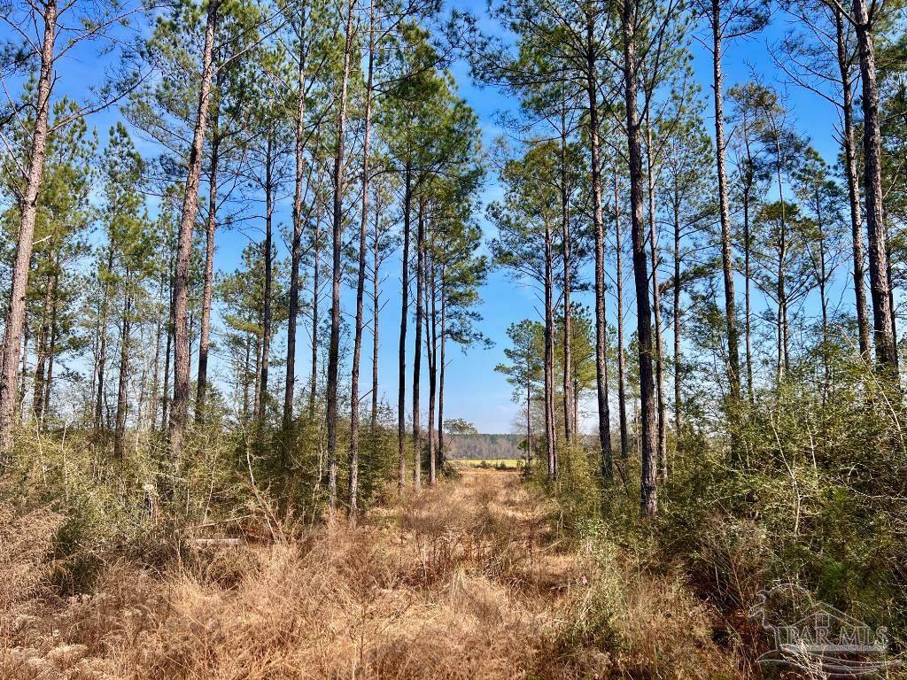 Lot 16 Denali Road Jay, FL 32565 - Photo 13 of 19