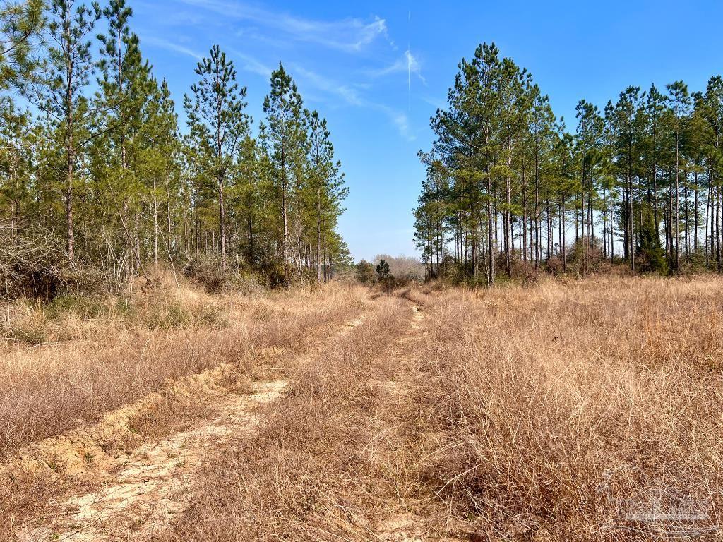 Lot 16 Denali Road Jay, FL 32565 - Photo 17 of 19
