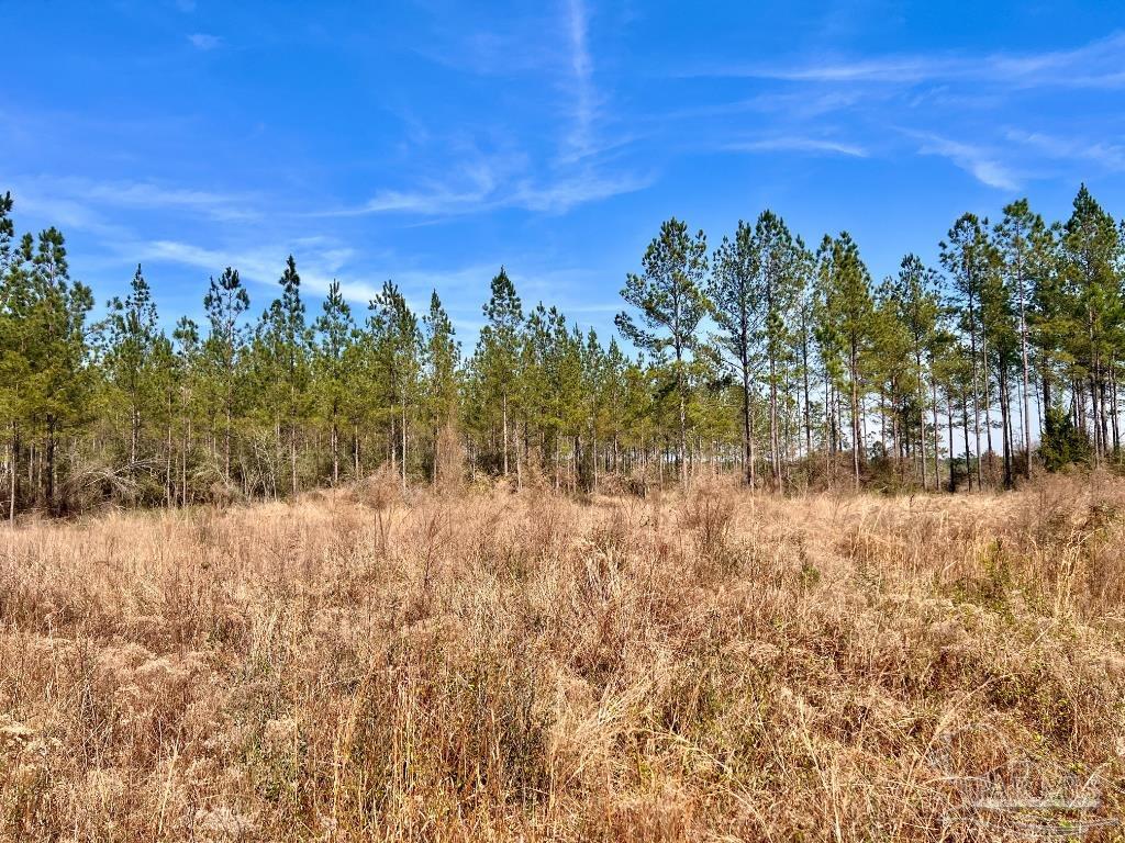 Lot 16 Denali Road Jay, FL 32565 - Photo 10 of 19