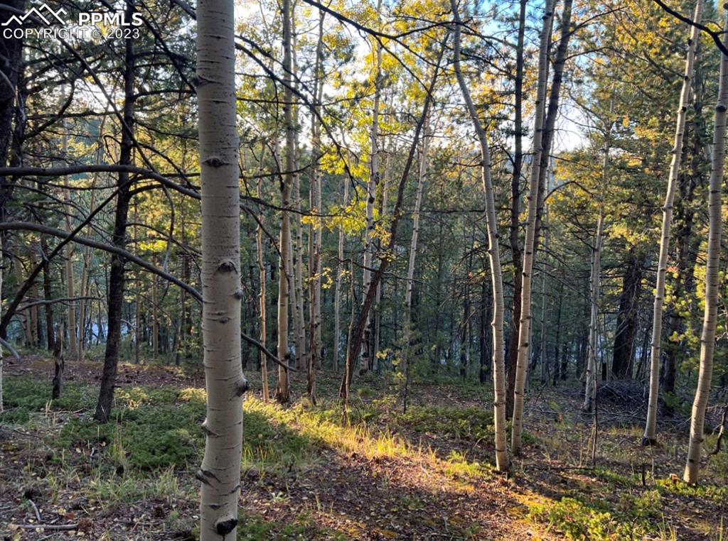 a view of a forest filled with trees